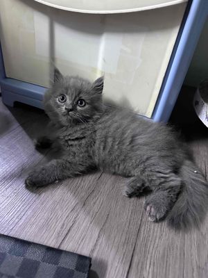 be cái xám 2 tháng tuổi. Mua bán Mèo tại Quận 7 Tp Hồ Chí Minh được đăng bởi Lương Quang Ba
