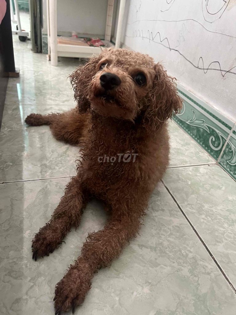 Chó Poodle nâu 3 tuổi. Mua bán Chó tại Quận Tân Phú Tp Hồ Chí Minh được đăng bởi VBM SHOP hình 1