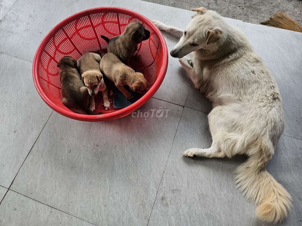 Chó con cái hơn 1 tháng tuổi. Mua bán Chó tại Huyện Đăk Pơ Gia Lai được đăng bởi Nam hình 1