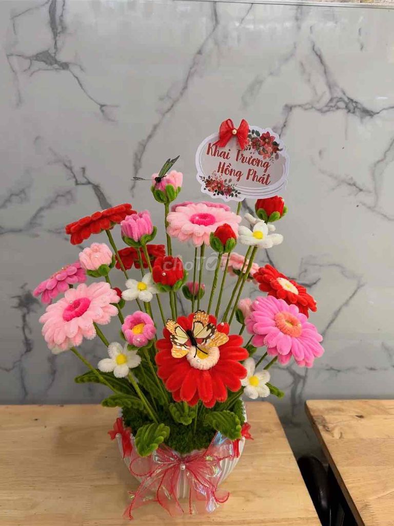 hoa đồng tiền kẽm nhung. Mua bán Cây cảnh, đồ trang trí tại Quận 5 Tp Hồ Chí Minh được đăng bởi Nguyễn Thị Thu Huyền hình 1