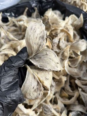 Tổ yến thô AB Trắng 100g. Mua bán Đồ ăn, thực phẩm và các loại khác tại Quận Gò Vấp Tp Hồ Chí Minh được đăng bởi BÙI THỊ YẾN OANH 