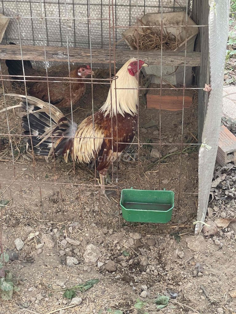 Gà Khét sữa 1.4kg Đực. Mua bán Gà tại Huyện Long Hồ Vĩnh Long được đăng bởi nhi nguyen hình 1