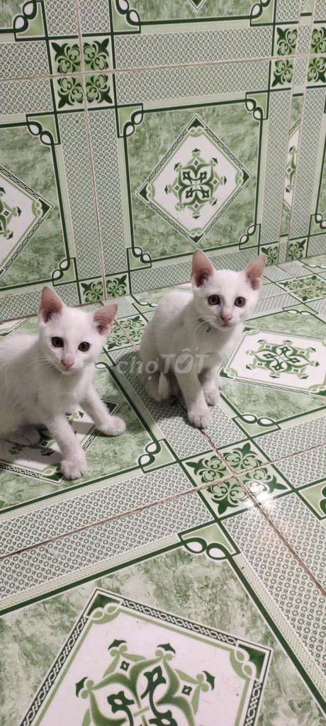 Mèo lông ngắn trắng 2 tháng. Mua bán Mèo tại Quận Hoàng Mai Hà Nội được đăng bởi MAI THANH NHÀN hình 1