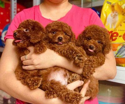 Chó Poodle nâu đỏ, con nhỏ