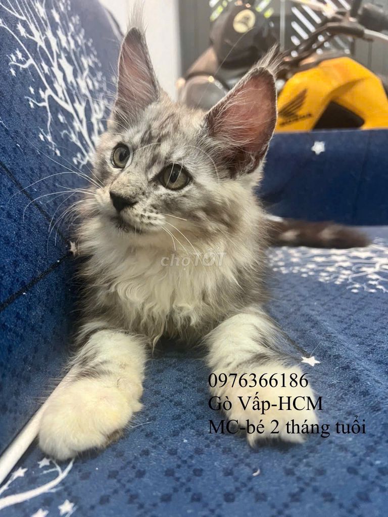 Các bé mèo  Maine Coon cần tìm chủ yêu thương. Mua bán Mèo tại Quận Gò Vấp Tp Hồ Chí Minh được đăng bởi Linh NGuyễn hình 3