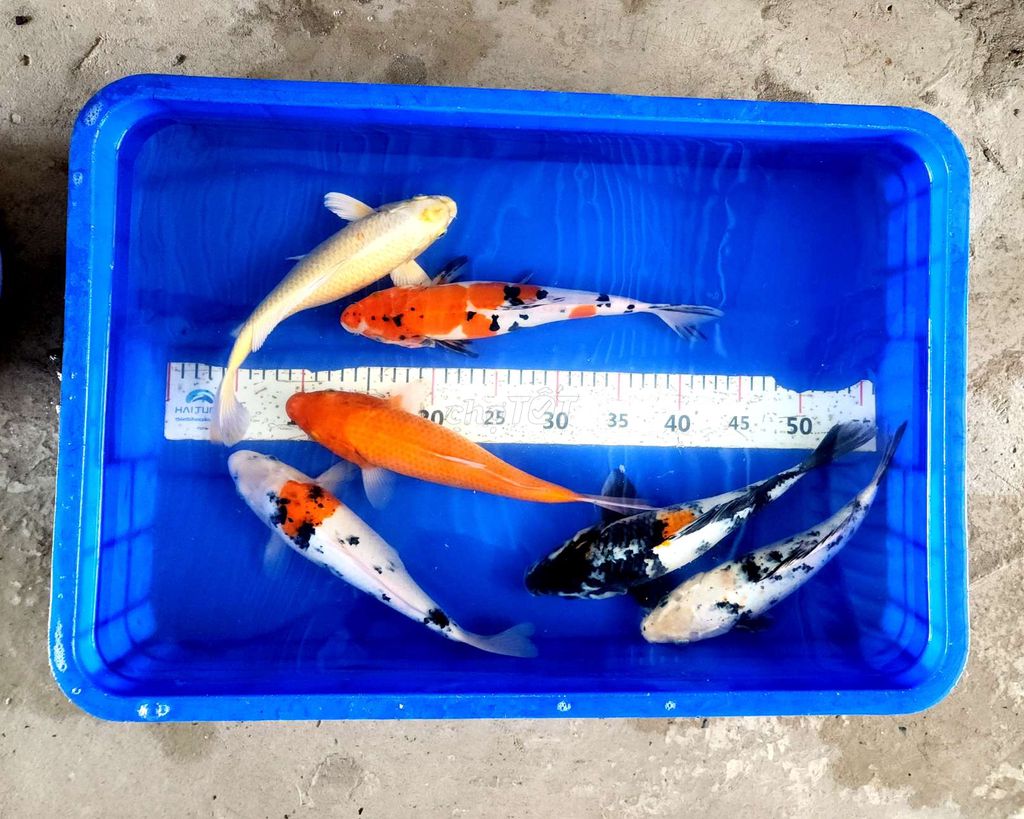 Koi f1 giá rẻ