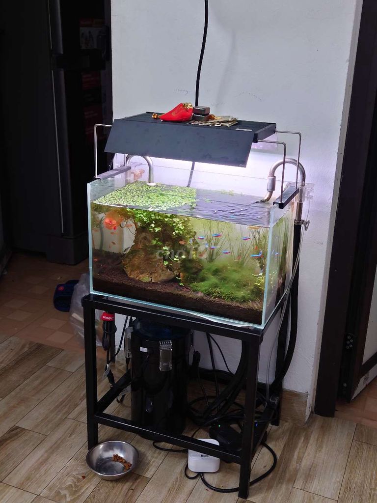 Bể cá cảnh Chihiros WRGB II 10th. Mua bán Phụ kiện, Thức ăn, Dịch vụ tại Huyện Thanh Trì Hà Nội được đăng bởi Quoc Viet Dang hình 1