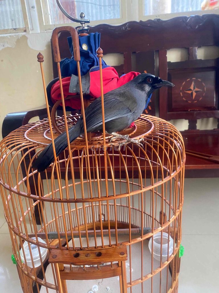 cần bán 3 mùa sờ gãi thả như gà,ktl. Mua bán Chim tại Thành phố Long Khánh Đồng Nai được đăng bởi yêu thương hình 1