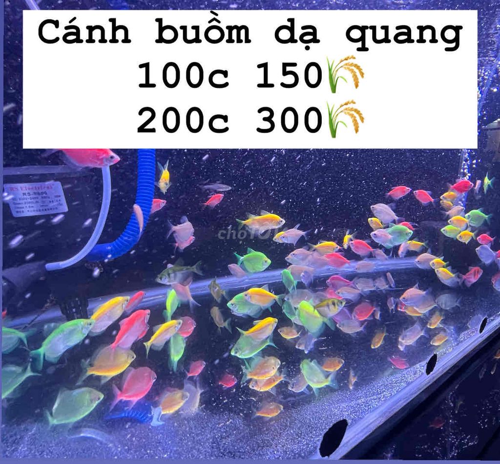 Cánh buồm dạ quang 100c 150k, ship sỉ lẻ