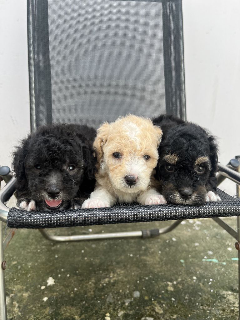 Poodle thuần , giống nhỏ. Mua bán Chó tại Quận Bình Thạnh Tp Hồ Chí Minh được đăng bởi Kevin lê hình 1