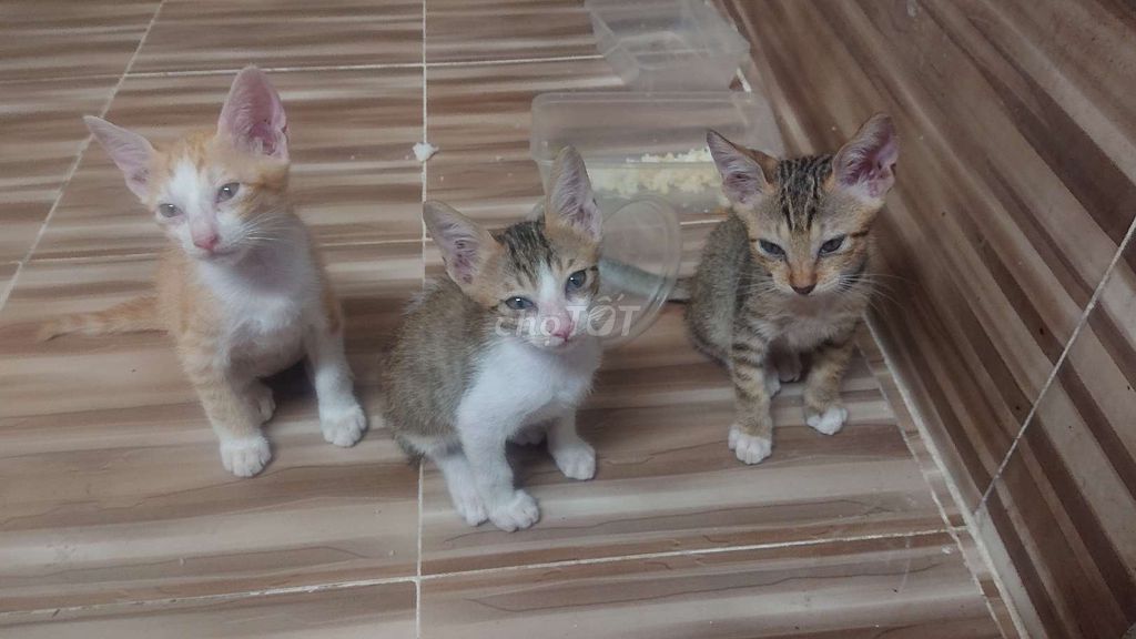 Mèo mướp lai 3 tháng tuổi. Mua bán Mèo tại Quận 7 Tp Hồ Chí Minh được đăng bởi Phat hình 1