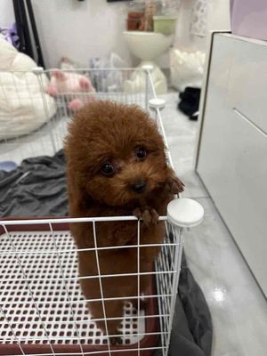 Teacup nâu đỏ thuần chủng xinh đẹp thông minh. Mua bán Chó tại Quận 3 Tp Hồ Chí Minh được đăng bởi GIÁ RẺ UY TÍN CHẤT LƯỢNG HCM