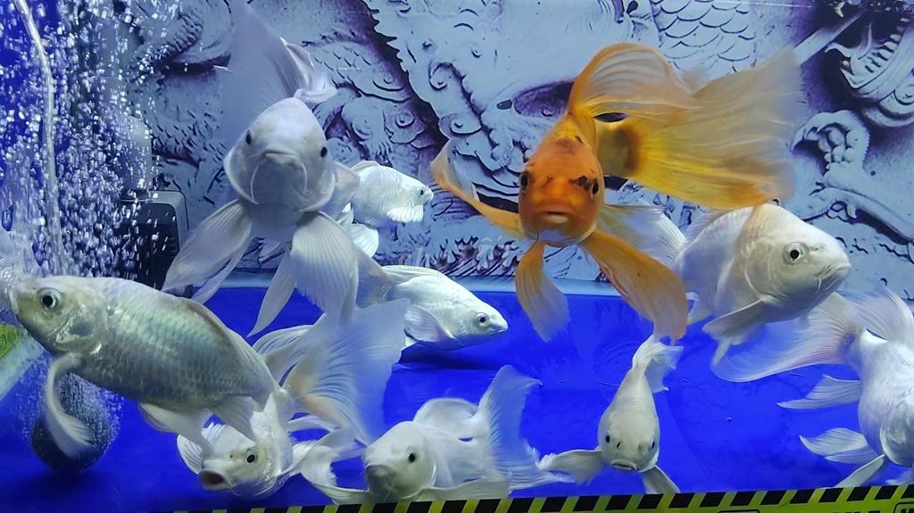 Chép sư tử sps 🤍. Mua bán Thú cưng khác tại Huyện Trảng Bàng Tây Ninh được đăng bởi CÁ CẢNH TB hình 1