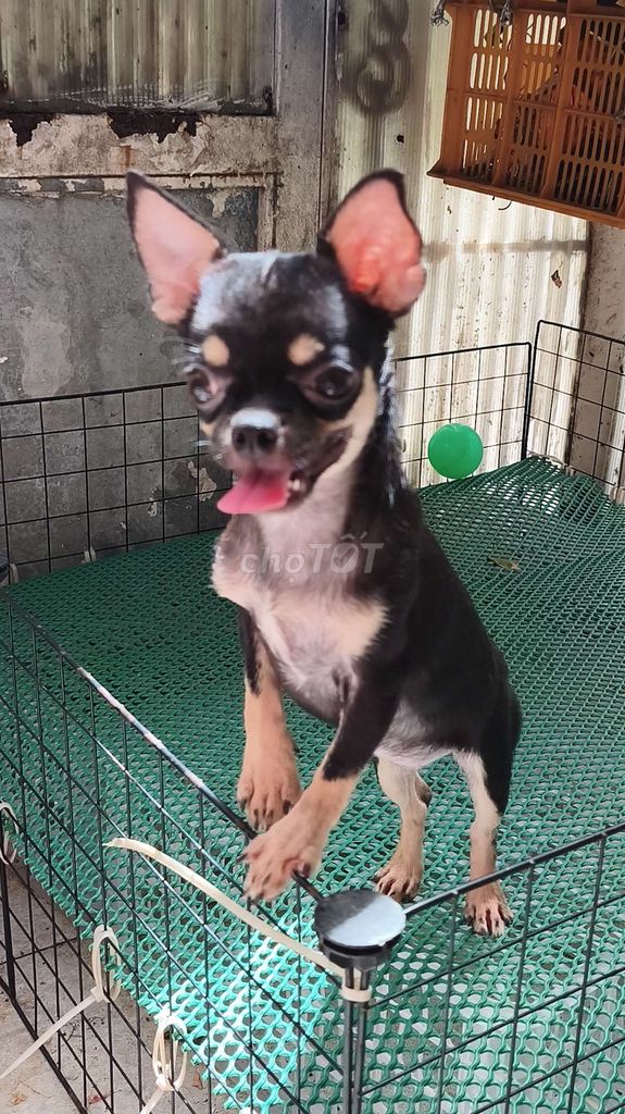 Chó Chihuahua Cái đen vàng 7 tháng. Mua bán Chó tại Quận 8 Tp Hồ Chí Minh được đăng bởi Chihuahua nhà ZoZo hình 1