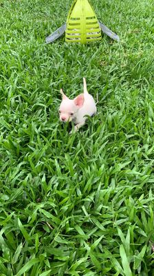 Chó Chihuahua đực Trắng kem đã tiêm