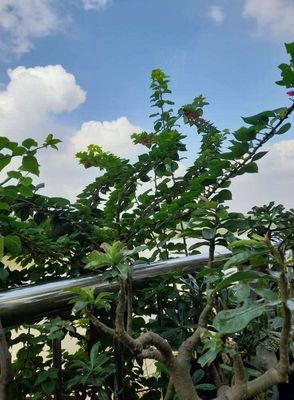 Cây cành ngoài trời, bông giấy mỹ .... Mua bán Cây cảnh, đồ trang trí tại Quận 4 Tp Hồ Chí Minh được đăng bởi Shop Gia Dụng Giá Rẻ Chị Thúy