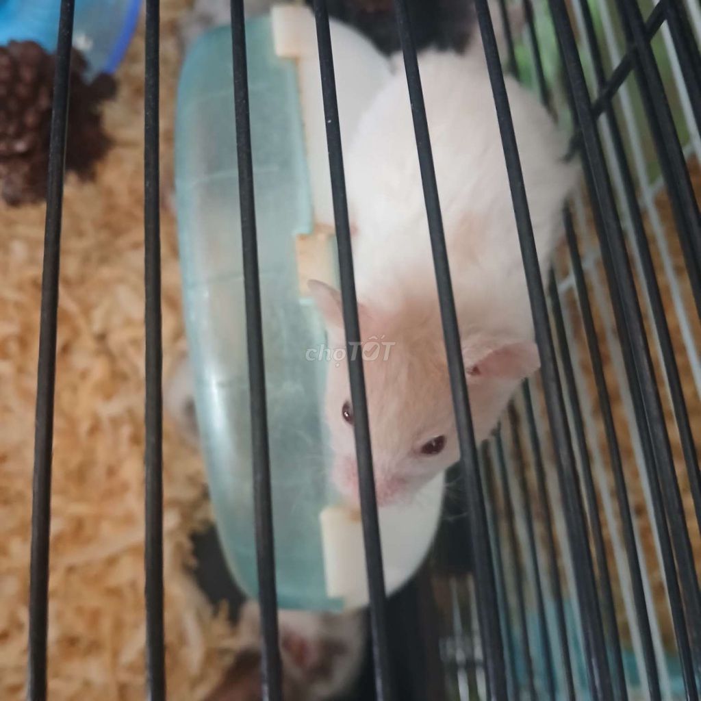 Hamster Bear tạng to 4-6 tuần. Mua bán Thú cưng khác tại Huyện Hóc Môn Tp Hồ Chí Minh được đăng bởi Văn phòng phẩm giá kho hình 1