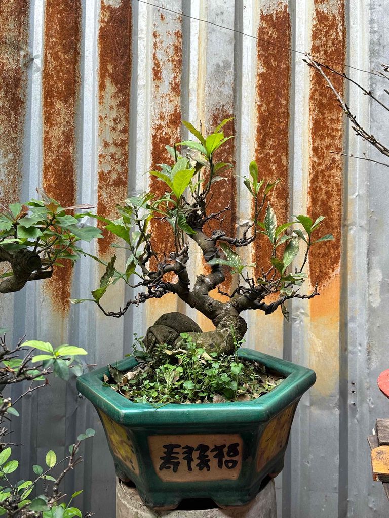 Lộc vừng Bonsai thuần thân lùm mượt. Mua bán Cây cảnh, đồ trang trí tại Huyện Củ Chi Tp Hồ Chí Minh được đăng bởi nguyễn quốc Thắng hình 1