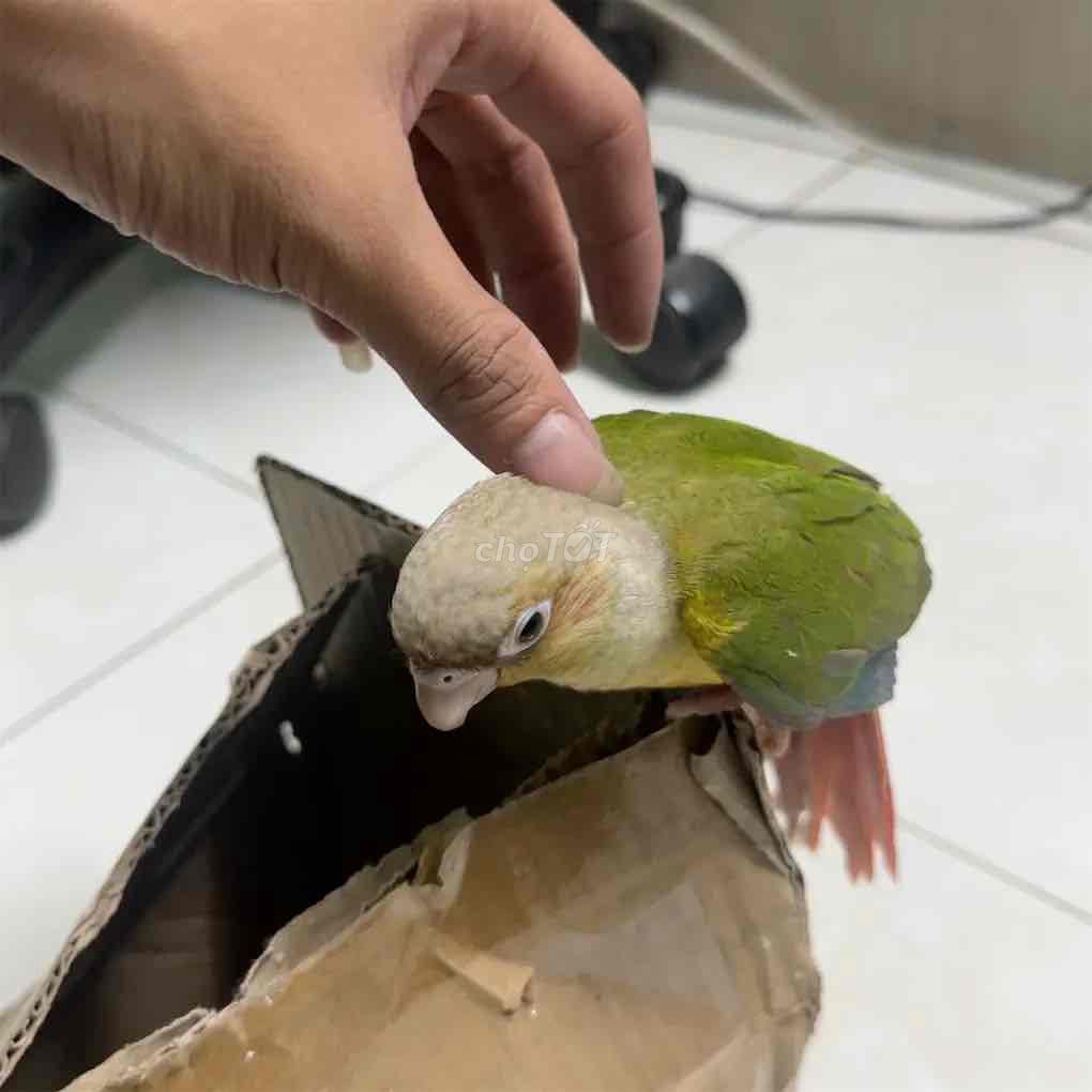 Chim Green Cheek Conure. Mua bán Chim tại Thành phố Biên Hòa Đồng Nai được đăng bởi Tuan Bao hình 1