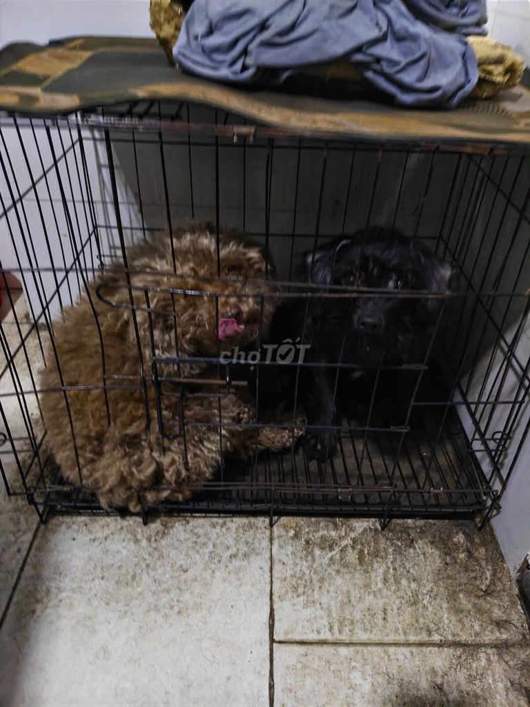 Chó Poodle Nâu Đen. Mua bán Chó tại Quận Thanh Khê Đà Nẵng được đăng bởi Nguyễn Đình Trung hình 1