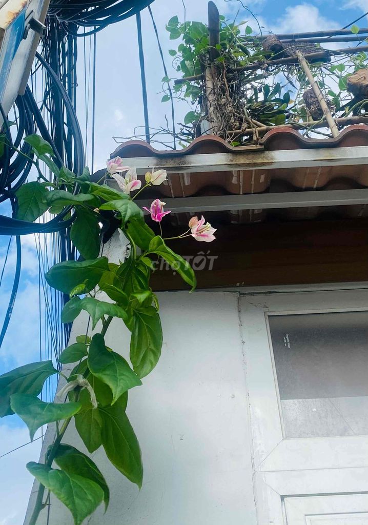 Cây leo giàn Hồng gân đậm >3m. Mua bán Cây cảnh, đồ trang trí tại Quận 12 Tp Hồ Chí Minh được đăng bởi Quỳnh Anh hình 1