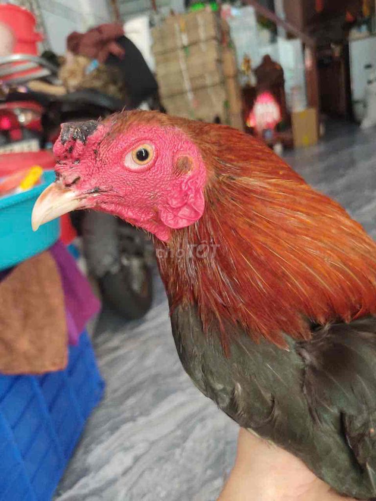 Gà chọi Đực 1.45 kg. Mua bán Gà tại Quận 8 Tp Hồ Chí Minh được đăng bởi Tuấn Nam  hình 1