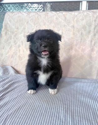 Phốc sóc lai Nhật Kute