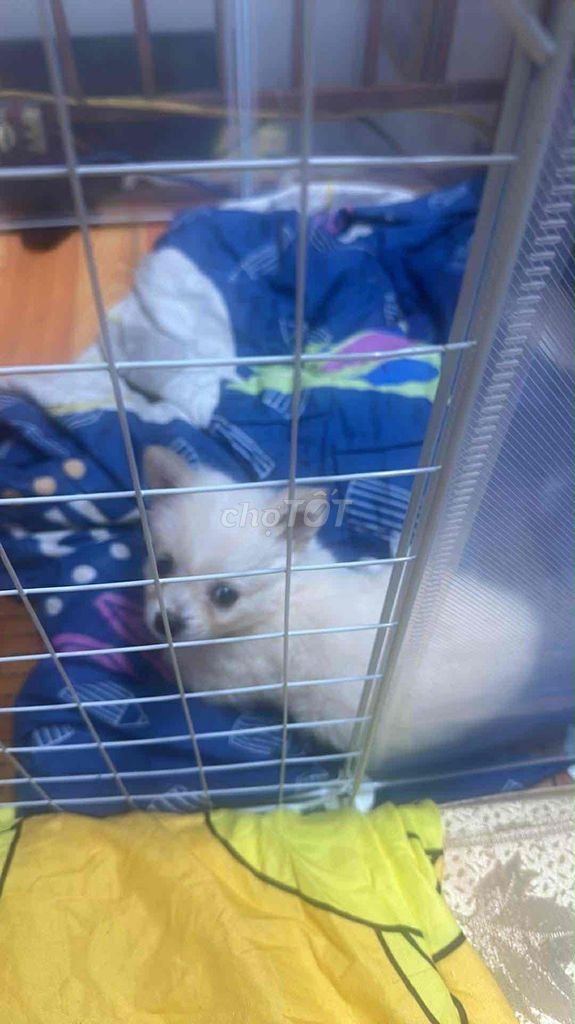 Chó Pom lai F1 Trắng kem. Mua bán Chó tại Quận Hải Châu Đà Nẵng được đăng bởi Nam Pham hình 3