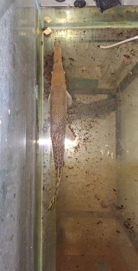bán cá sấu hỏa tiễn. Mua bán Thú cưng khác tại Thành phố Bà Rịa Bà Rịa - Vũng Tàu được đăng bởi dang hình 1