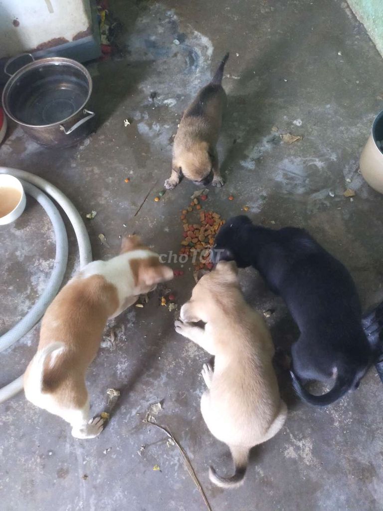 Chó mẹ và 10 chó con. Mua bán Chó tại Huyện Củ Chi Tp Hồ Chí Minh được đăng bởi kiều ngân hình 1