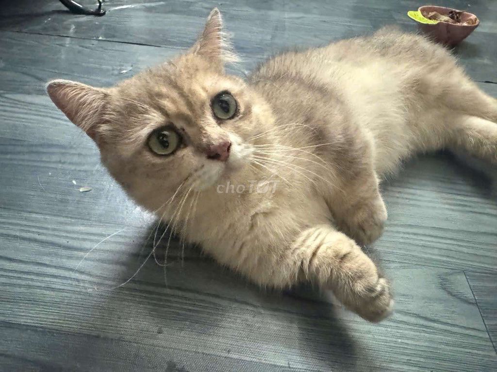 Mèo ALN chân ngắn vàng kem. Mua bán Mèo tại Huyện Long Điền Bà Rịa - Vũng Tàu được đăng bởi Trí Nguyễn hình 1