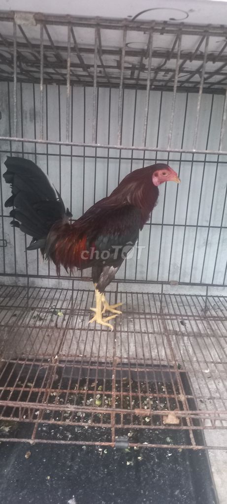 Gà tre trống 1.1kg Đỏ Đen hoặc GL gà khác. Mua bán Gà tại Quận 12 Tp Hồ Chí Minh được đăng bởi Minh Trường hình 1