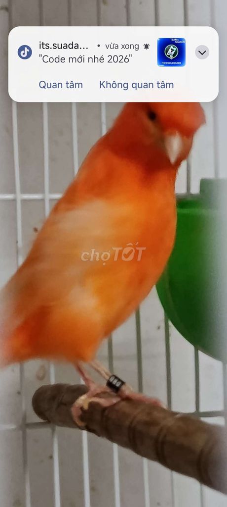 hống yến mái nhập 25. Mua bán Chim tại Quận 12 Tp Hồ Chí Minh được đăng bởi Trâm Nguyên Hoang hình 1