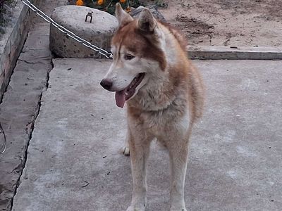 Chó Husky Đực Hiền Queo