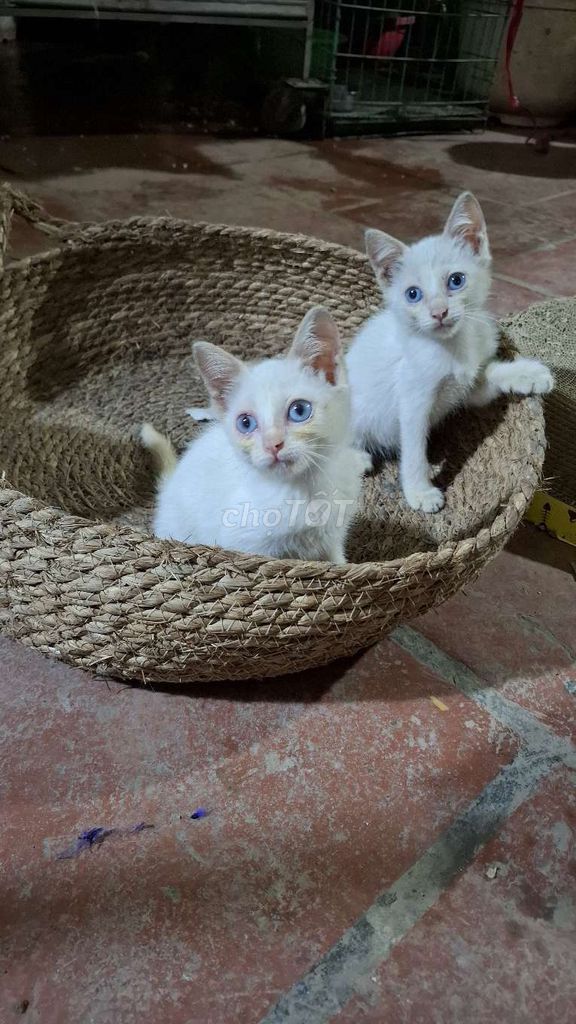 Mèo Ta lai nga mắt xanh. Mua bán Mèo tại Quận Hoàng Mai Hà Nội được đăng bởi Thu Sẽ Gầy hình 1