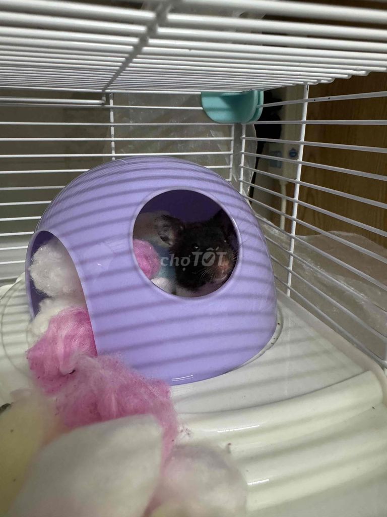 cần tìm chủ mới cho bé chuột hamster 3 tháng tuổi