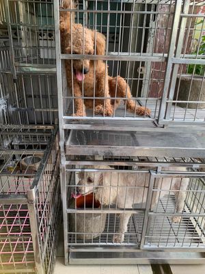 Thanh lý rẻ ❤️💙💚 Poodle thuần chủng. Mua bán Chó tại Quận 8 Tp Hồ Chí Minh được đăng bởi Cửa Hàng Thanh Lý Đồ Cũ Mới