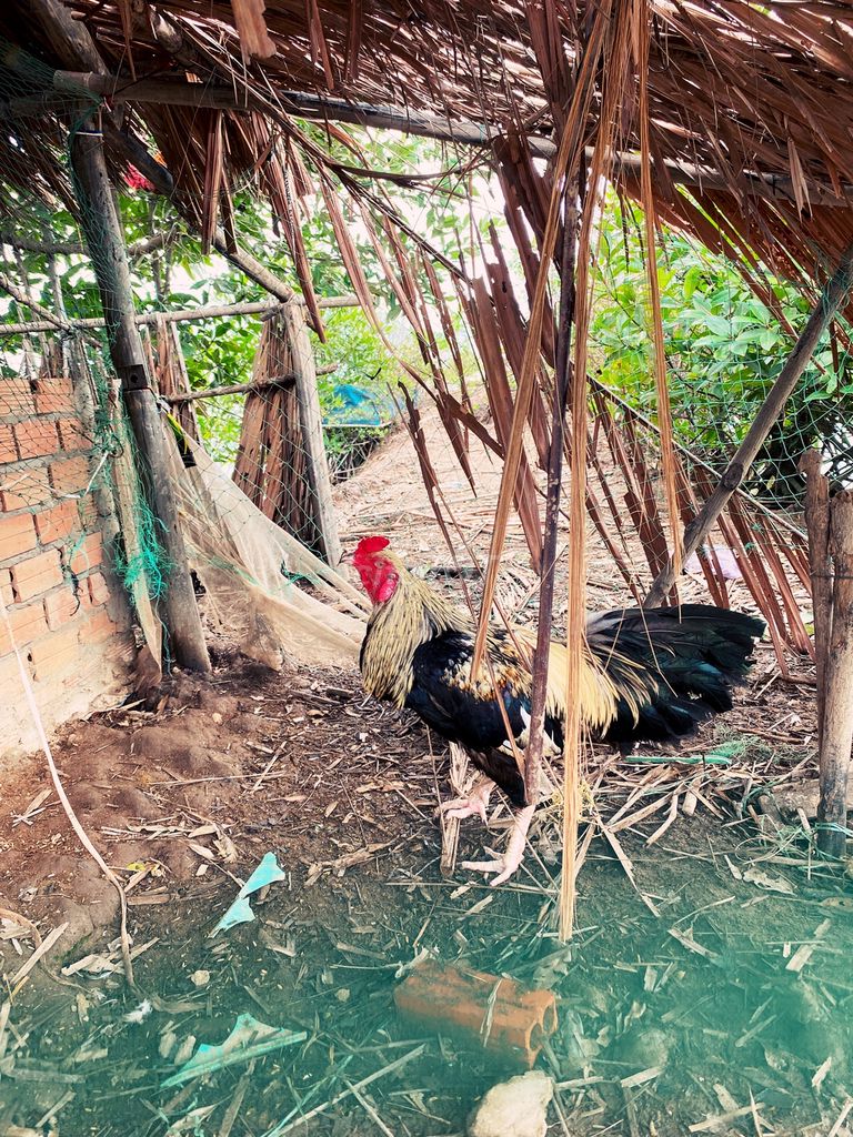 Gà chuối trạng 3kg