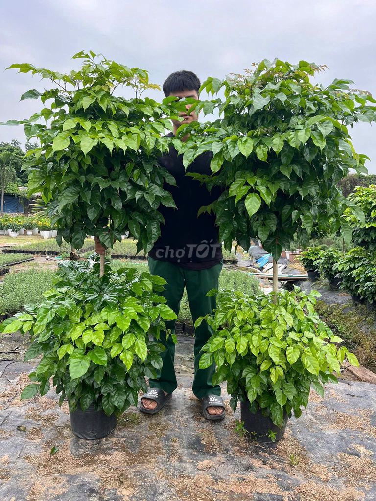 Cây phát tài 2 tầng xanh dễ chăm sóc che nắng tốt . Mua bán Cây cảnh, đồ trang trí tại Huyện Hàm Yên Tuyên Quang được đăng bởi Tran Minh di hình 1