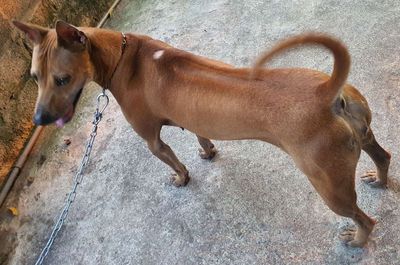Chuyển nuôi dòng khác, bán phú quốc cái chuẩn. Mua bán Chó tại Huyện Phú Xuyên Hà Nội được đăng bởi Nghé ngọ