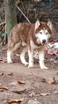 Husky đực nâu đỏ