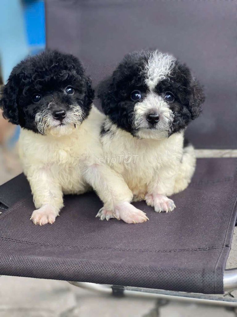 Poodle đủ màu. Mua bán Chó tại Quận Bình Tân Tp Hồ Chí Minh được đăng bởi Thú Cưng Sài Gòn hình 3