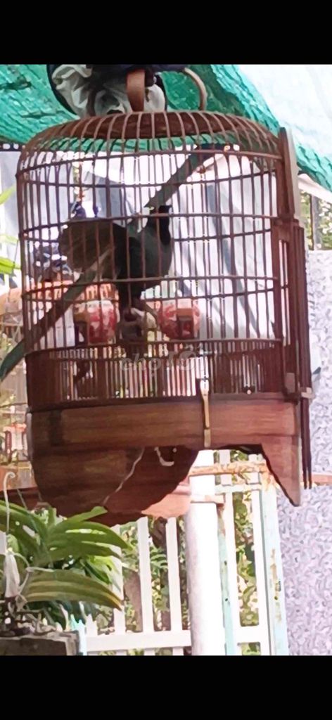 Chim cảnh đực 2 mùa. Mua bán Chim tại Huyện Củ Chi Tp Hồ Chí Minh được đăng bởi Nguyen tuan vu hình 1