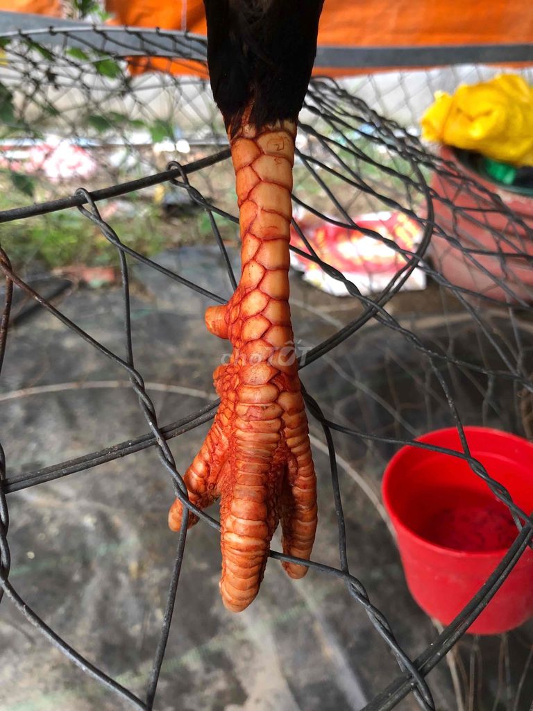gà điều chan trắng 2kg8