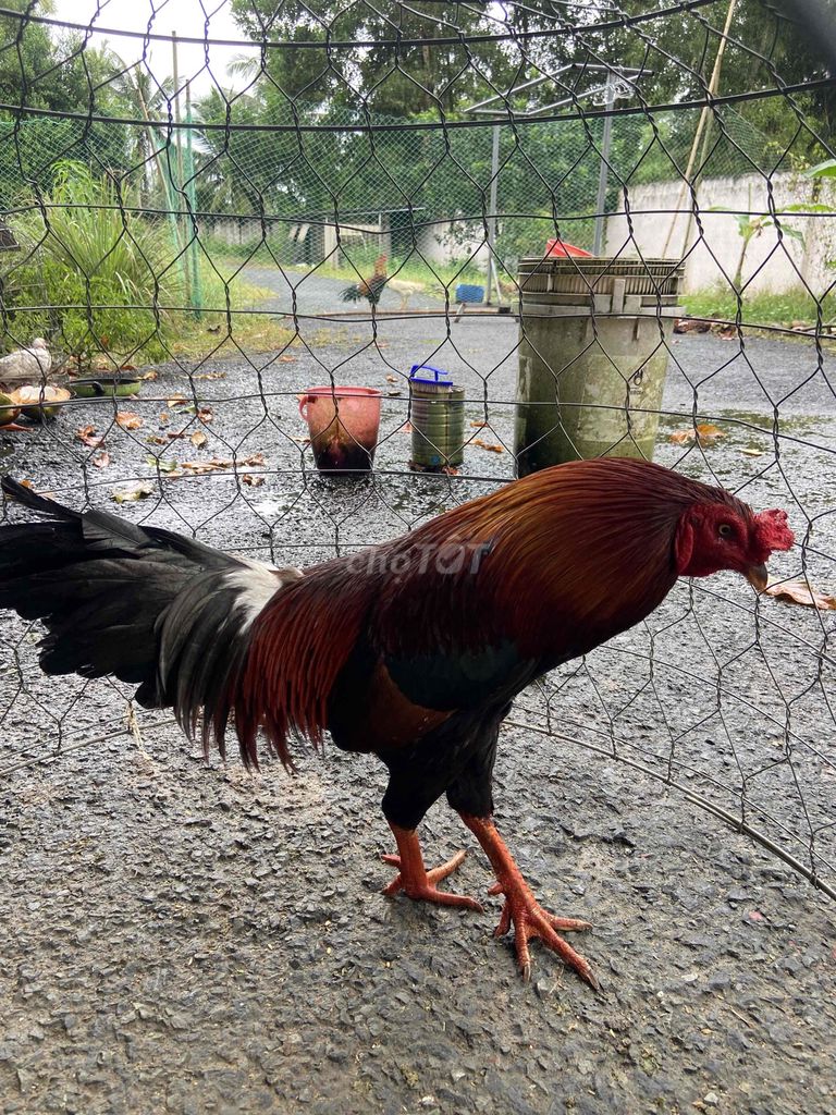 Gà xanh. Mua bán Gà tại Huyện Trà Cú Trà Vinh được đăng bởi Gà Lai  hình 4
