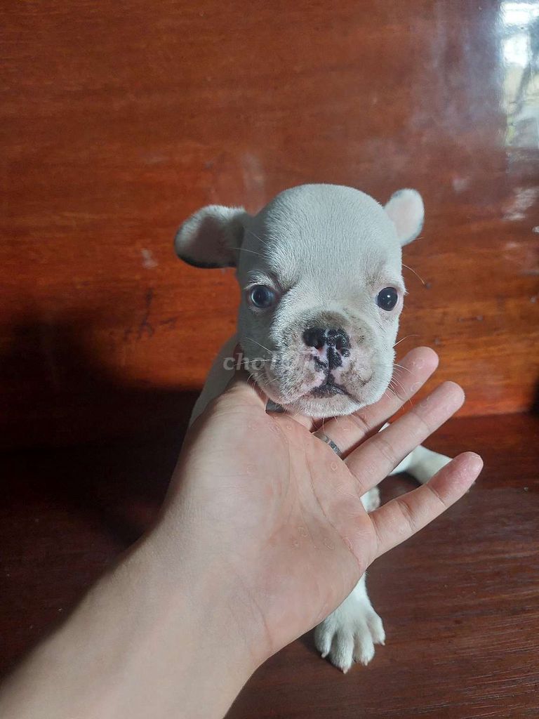  Bull Đực Trắng mắt Xanh bố 2 mắt xanh. Mua bán Chó tại Thành phố Thủ Đức Tp Hồ Chí Minh được đăng bởi Vũ Đạt Ml hình 1
