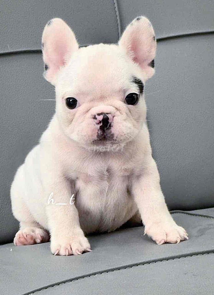 bull vip shortbody🥰🥰. Mua bán Chó tại Quận Bình Tân Tp Hồ Chí Minh được đăng bởi huỳnh thật  hình 4