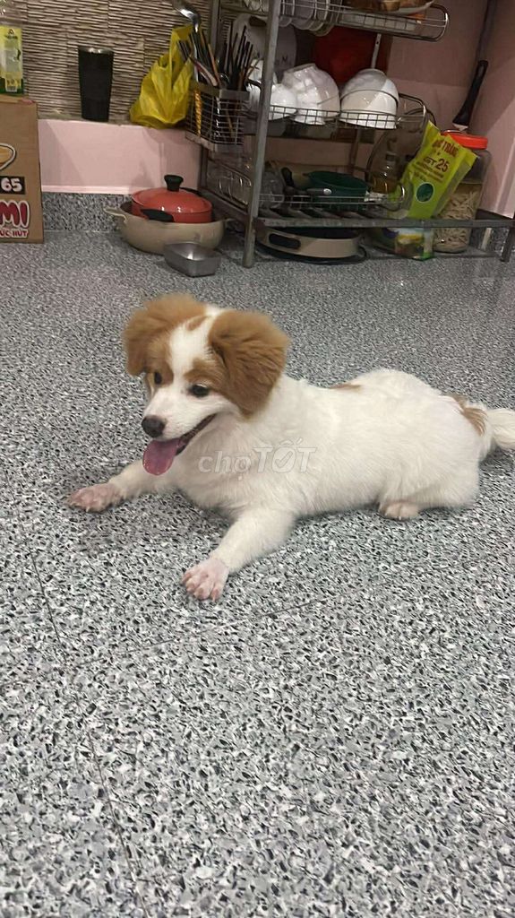 Gửi gắm về gia đình mới thật yêu thương bé. Mua bán Chó tại Quận Hồng Bàng Hải Phòng được đăng bởi Hoàng Huy hình 1