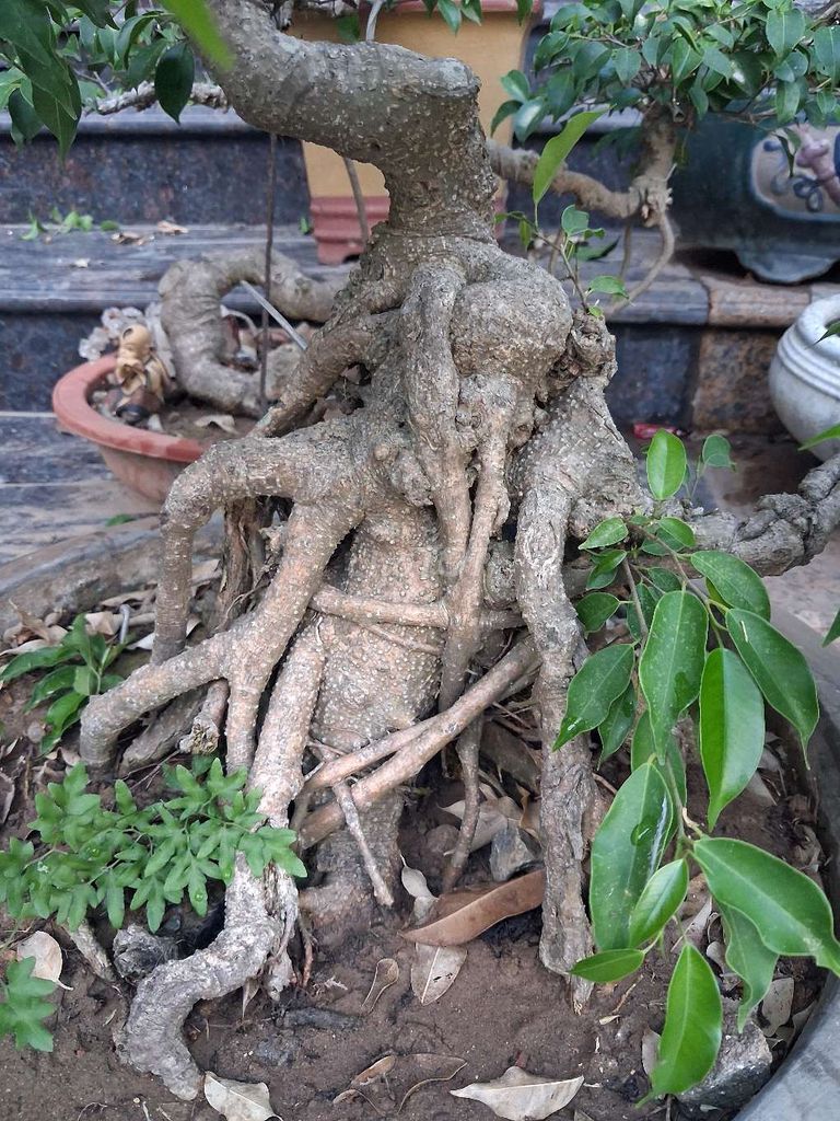 Cây sanh trang trí nhà cửa khỏe mạnh. Mua bán Cây cảnh, đồ trang trí tại Huyện Xuân Trường Nam Định được đăng bởi Vũ Mạnh hình 1