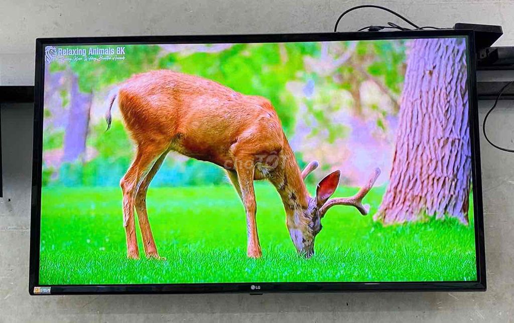 Bán tivi LG 43 inch Smart 4K GIỌNG NÓI CHUỘT BAY